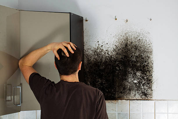 Best Emergency Mold Remediation  in Van Horn, TX